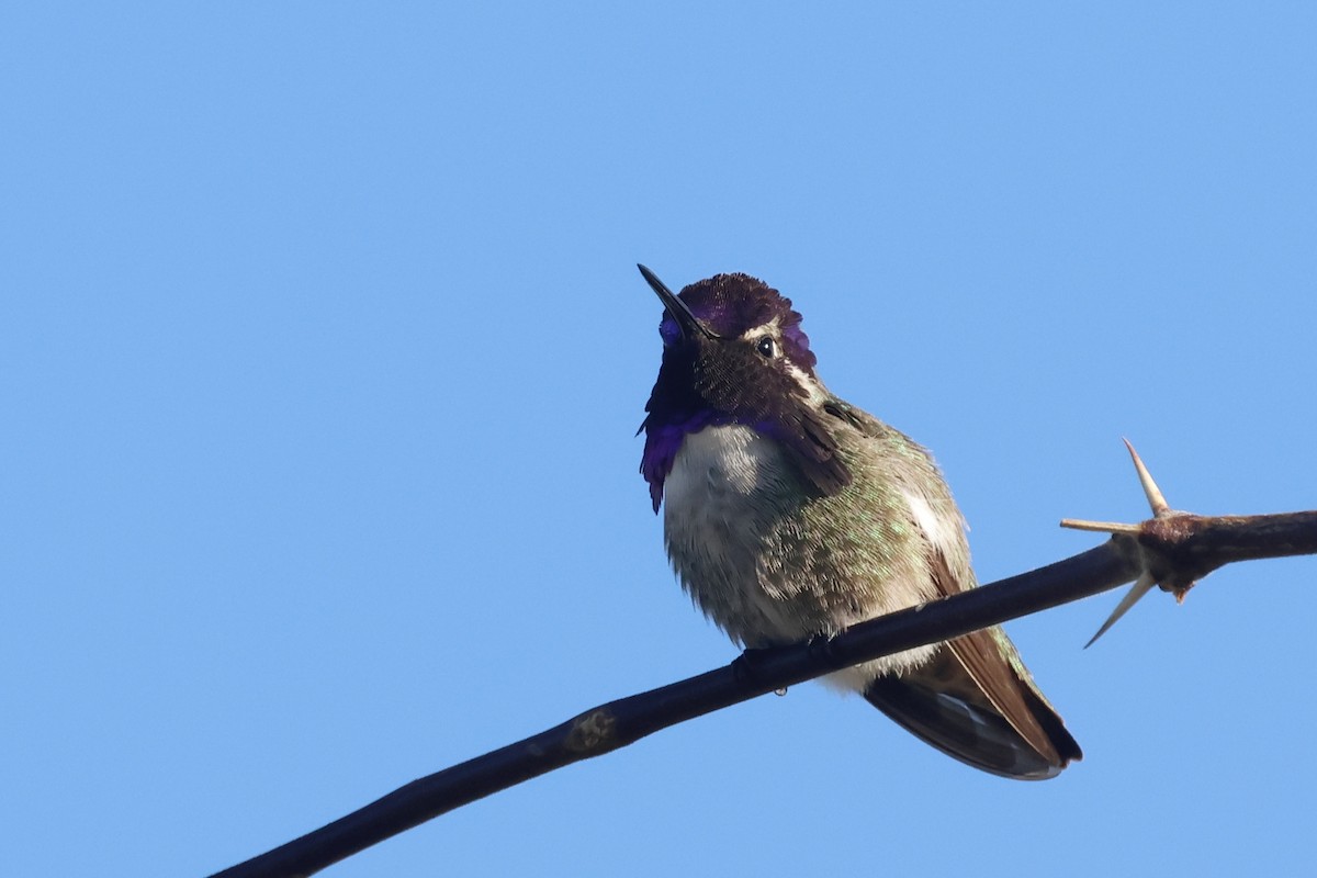 Costa's Hummingbird - ML616017139