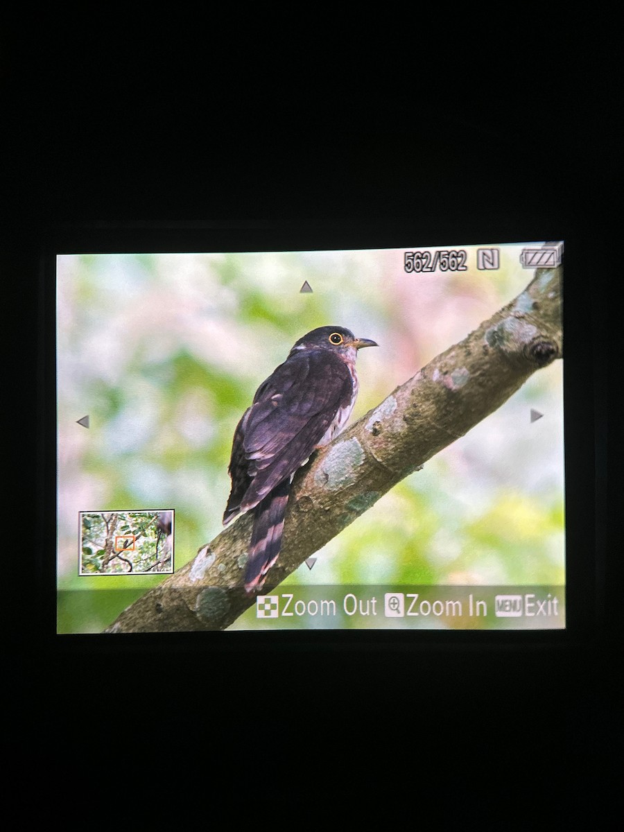 Malaysian Hawk-Cuckoo - ML616017146