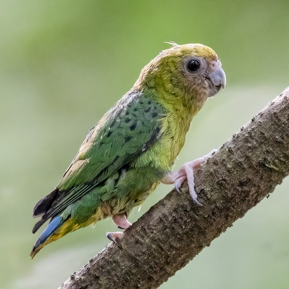 Yellow-capped Pygmy-Parrot - ML616017174