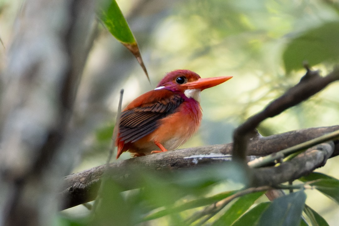 Philippine Dwarf-Kingfisher (Mindanao) - ML616017179