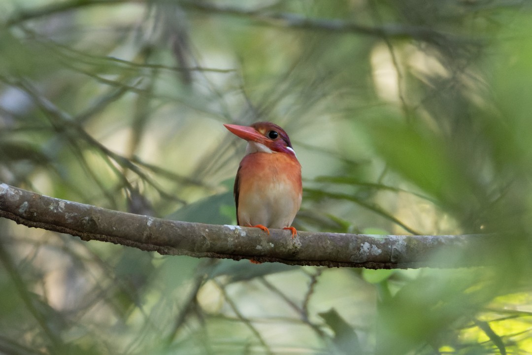 Philippine Dwarf-Kingfisher (Mindanao) - ML616017180