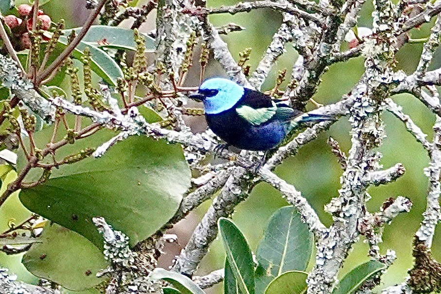 Blue-necked Tanager - ML616017280