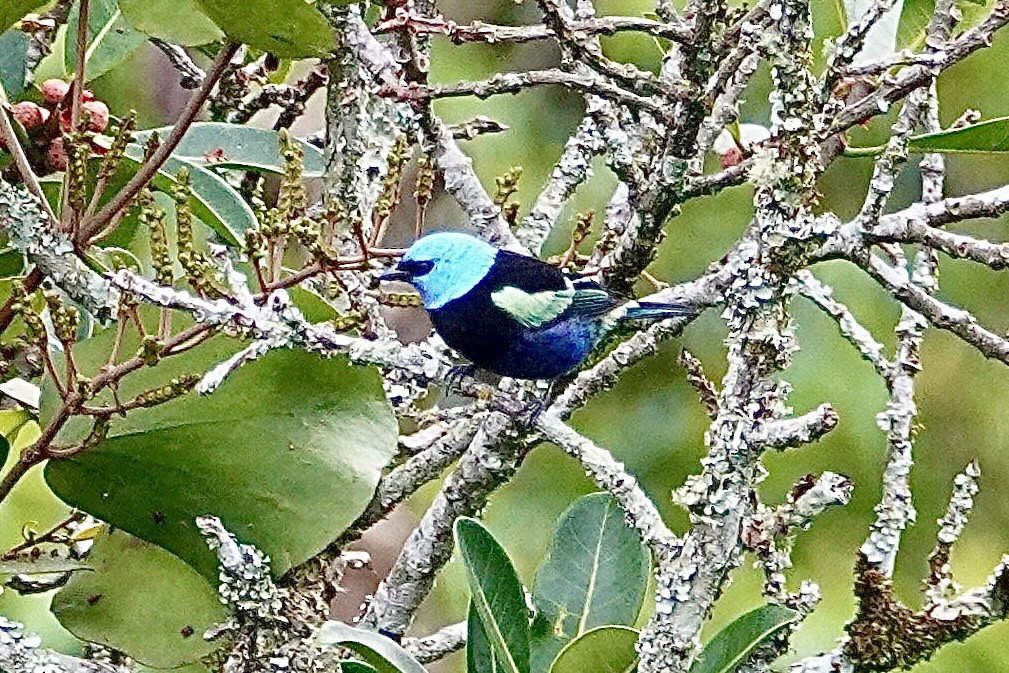 Blue-necked Tanager - ML616017281
