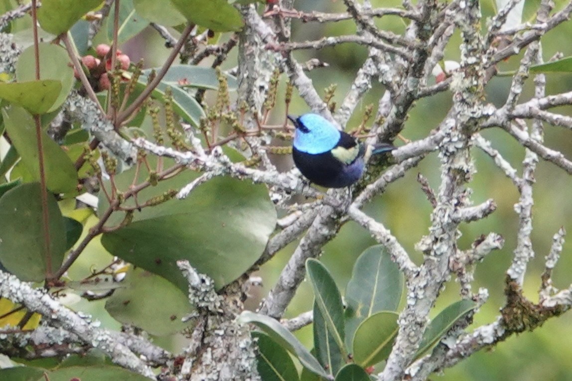 Blue-necked Tanager - ML616017282