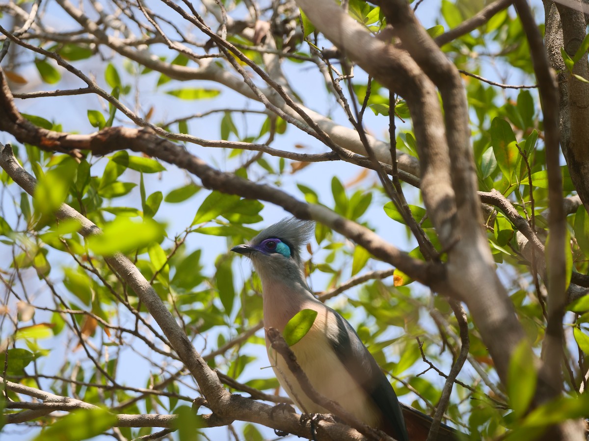 Crested Coua - ML616017385