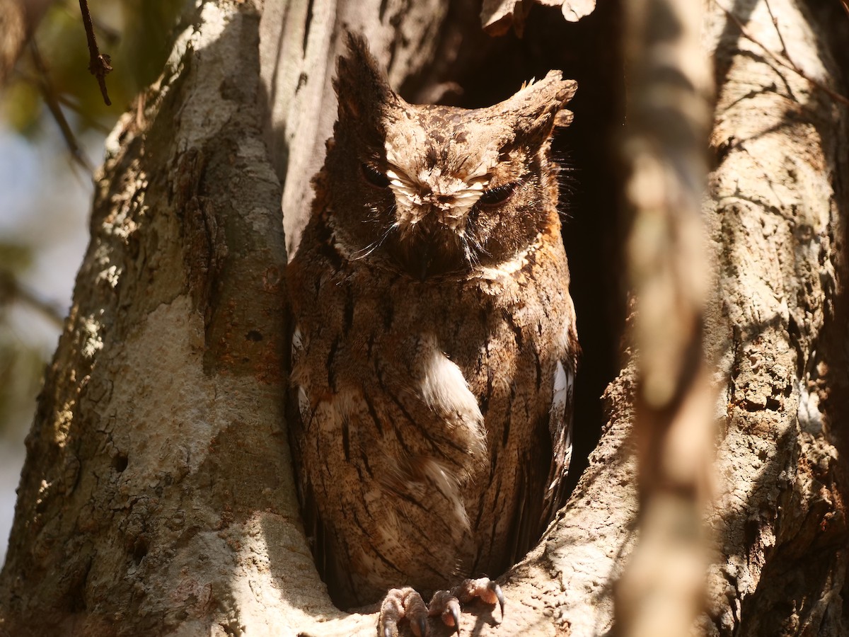 Madagascar Scops-Owl (Torotoroka) - ML616017398