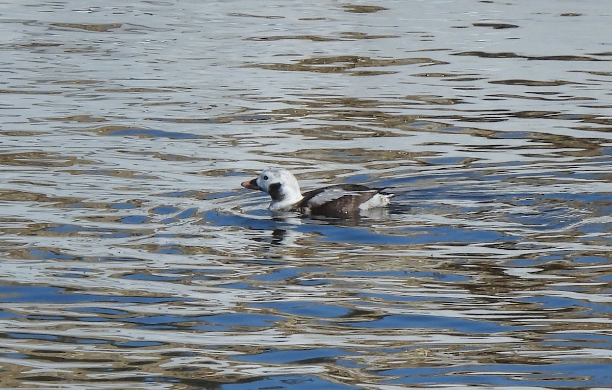 Long-tailed Duck - Ken Gade