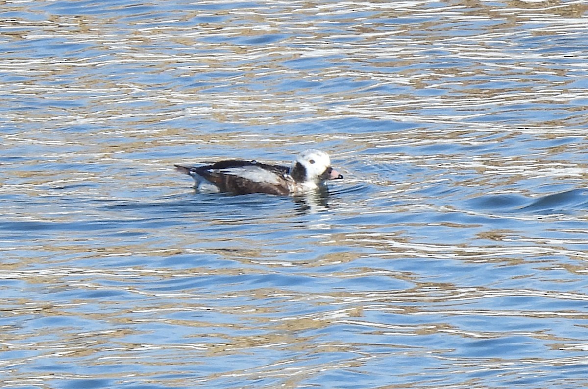 Long-tailed Duck - ML616017487