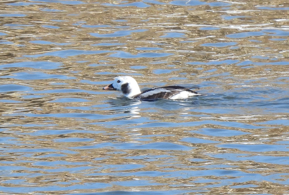 Long-tailed Duck - ML616017488