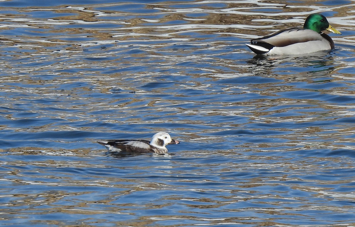 Long-tailed Duck - ML616017489