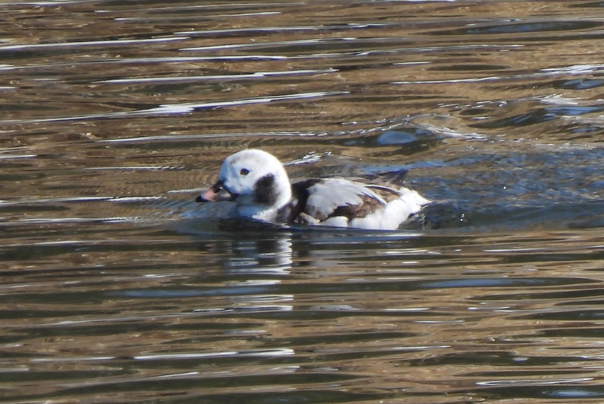 Long-tailed Duck - ML616017490