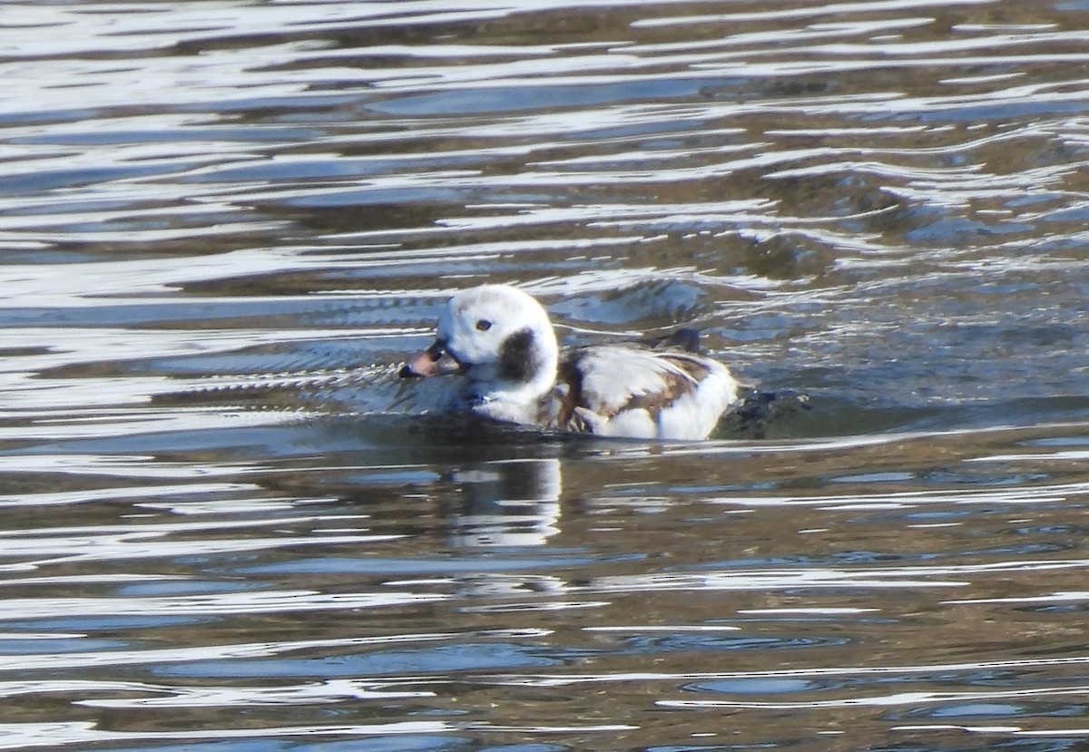 Long-tailed Duck - ML616017491
