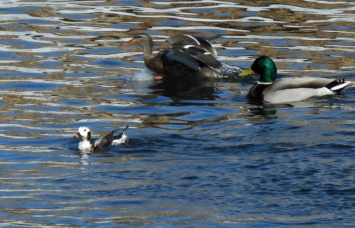 Long-tailed Duck - ML616017492