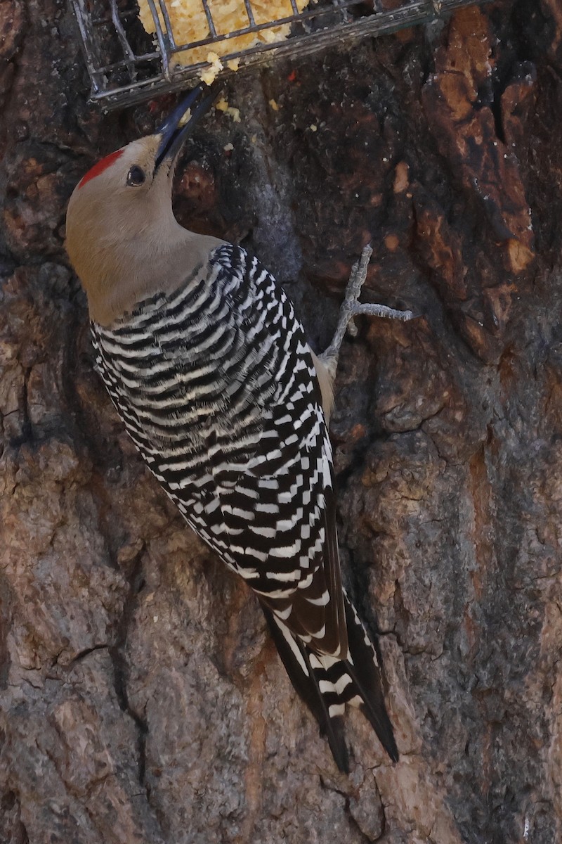 Gila Woodpecker - ML616017520