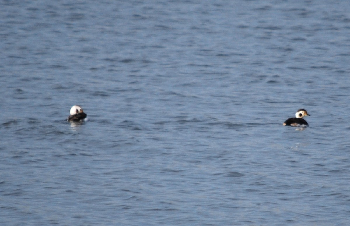 Long-tailed Duck - ML616017527