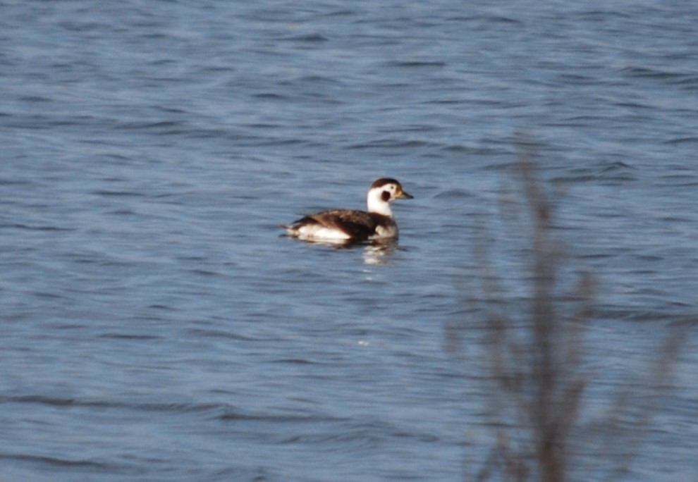 Long-tailed Duck - ML616017528