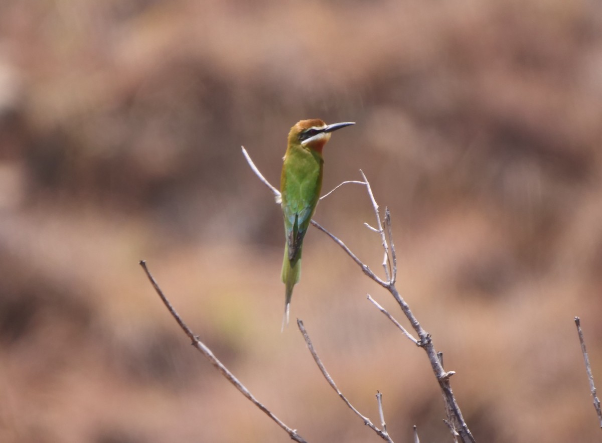 Madagascar Bee-eater - ML616017590