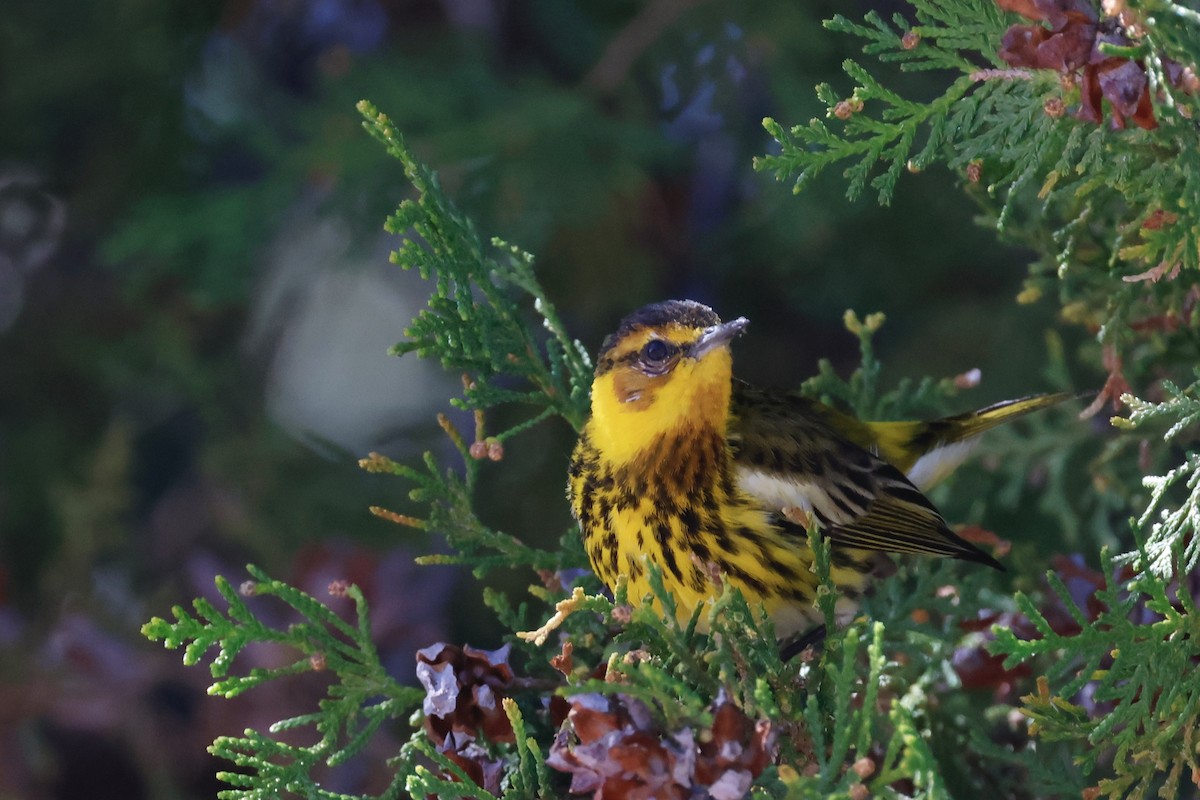 Cape May Warbler - ML616017596