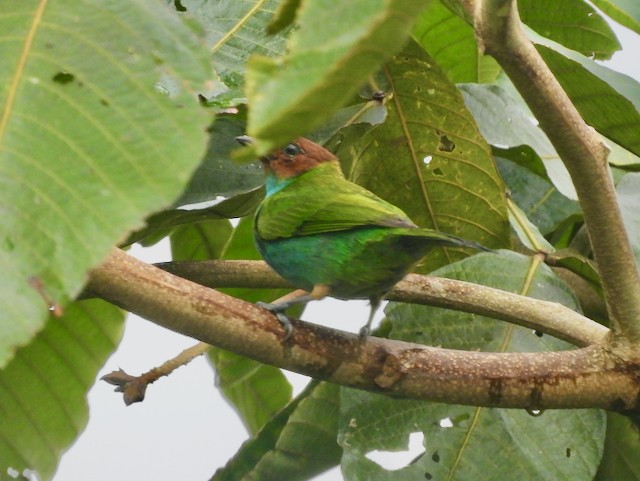 Bay-headed Tanager - ML616017741