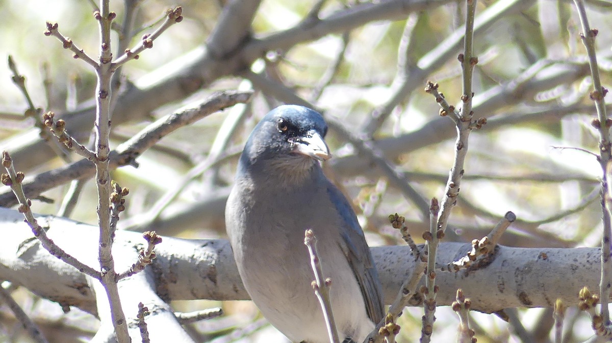 Mexican Jay - ML616017754