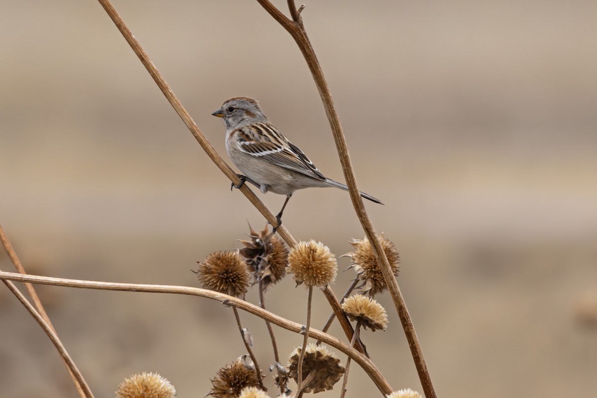 American Tree Sparrow - ML616017759