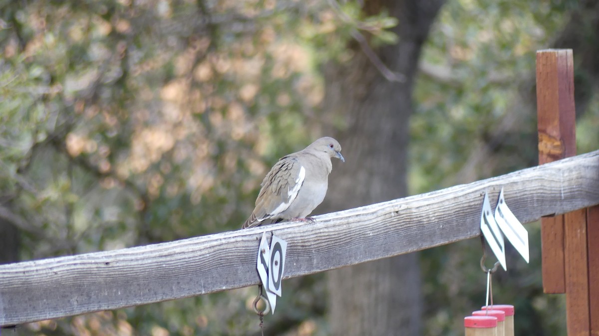 White-winged Dove - ML616017841