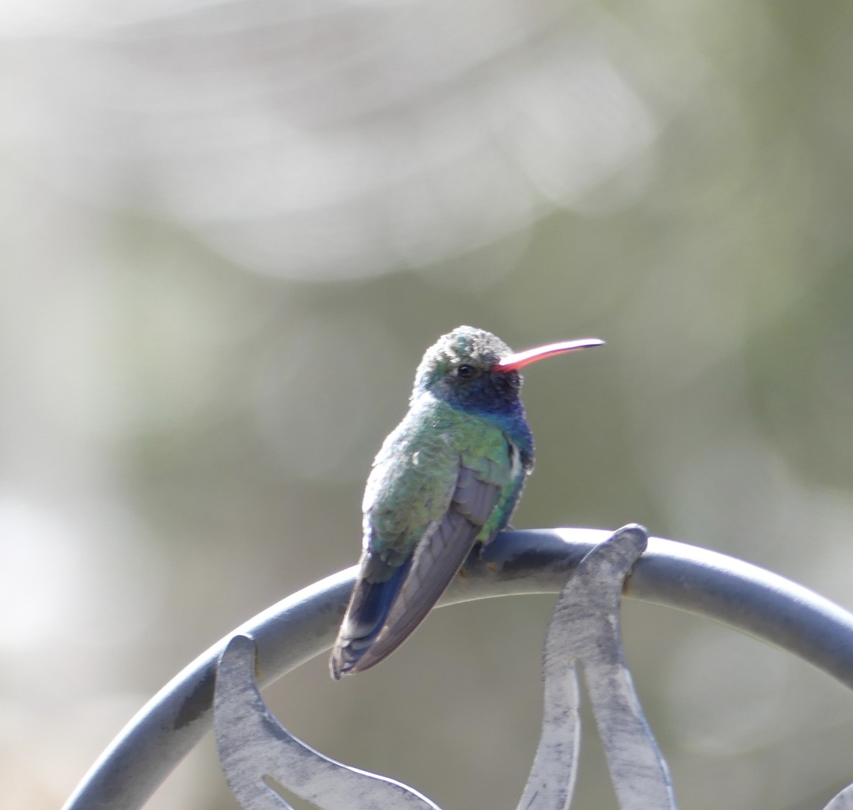 Broad-billed Hummingbird - ML616017953