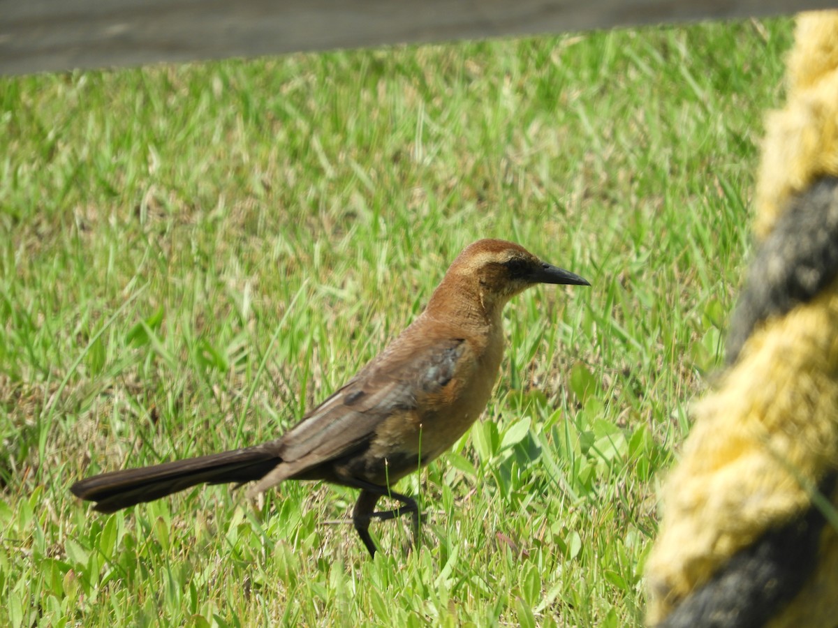 Great-tailed Grackle - ML616017979