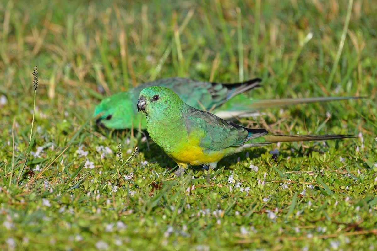 Red-rumped Parrot - David Southall