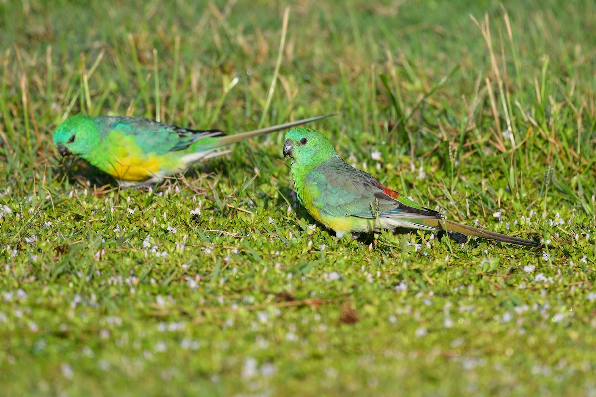 Red-rumped Parrot - ML616017981