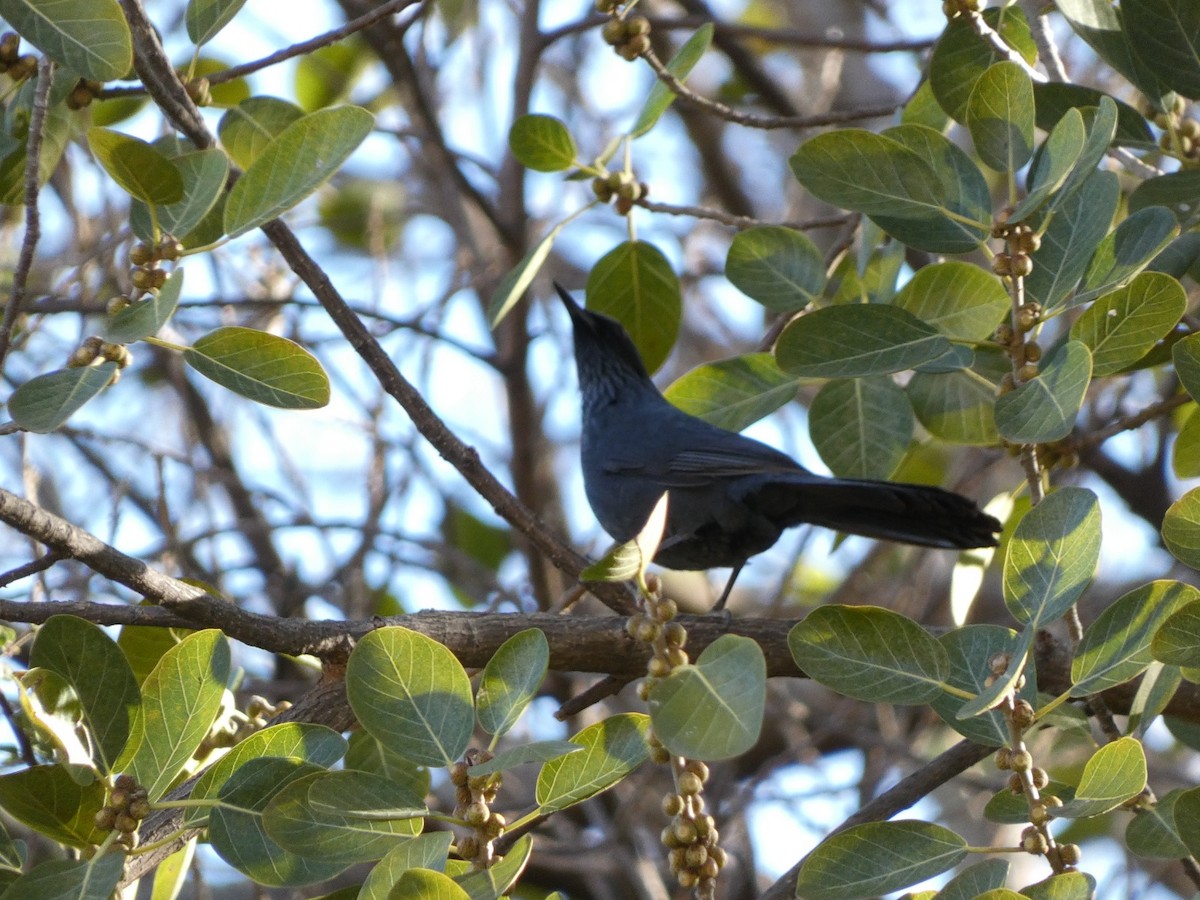 Blue Mockingbird - ML616018170