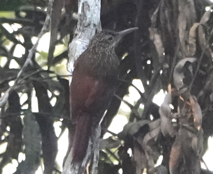 Ocellated Woodcreeper - Peter Blancher