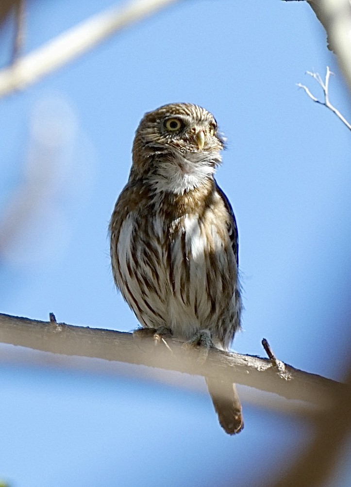 Ferruginous Pygmy-Owl - ML616018226