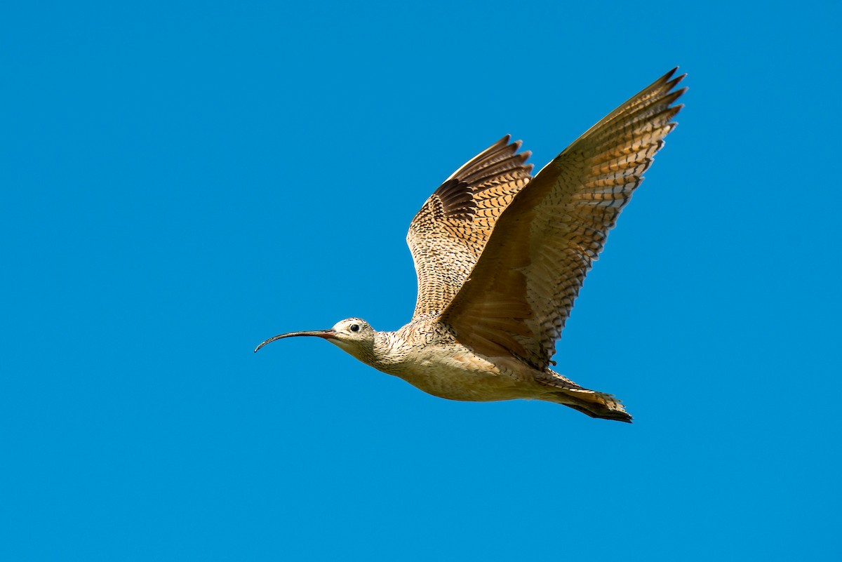 Long-billed Curlew - ML61601841