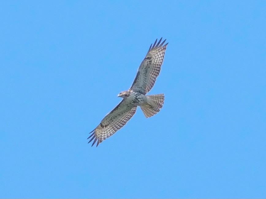 Red-tailed Hawk - ML616018496