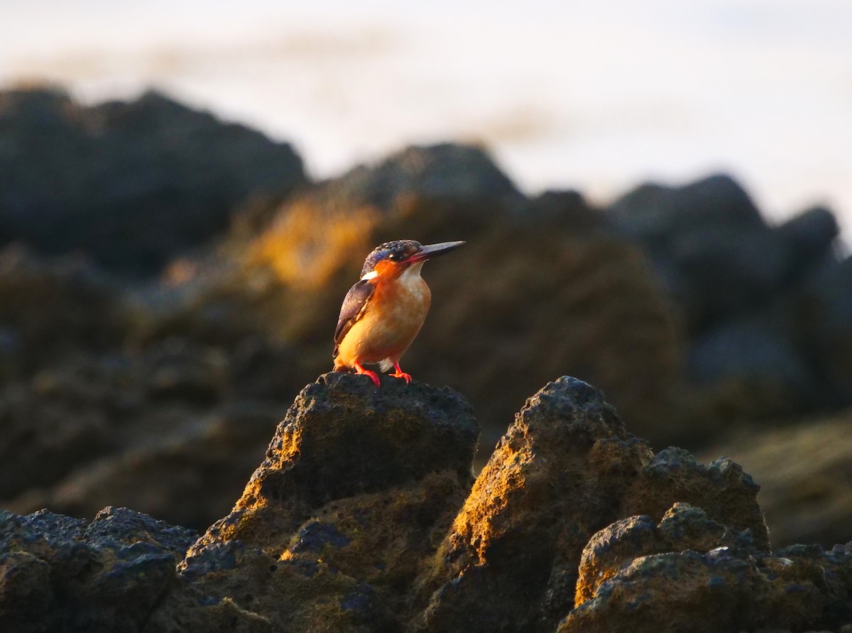 Malagasy Kingfisher - Brett Hartl