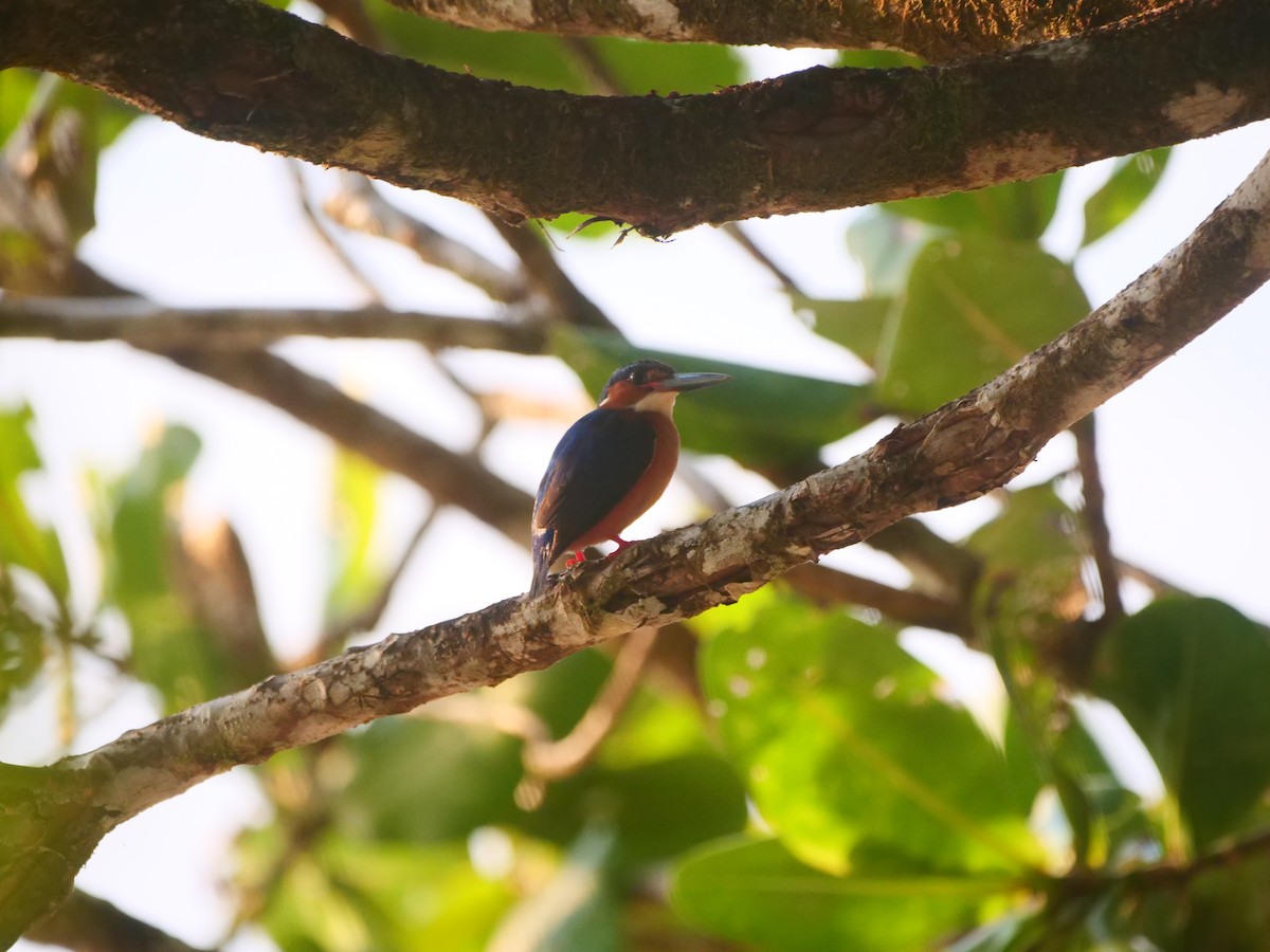 Malagasy Kingfisher - ML616018537