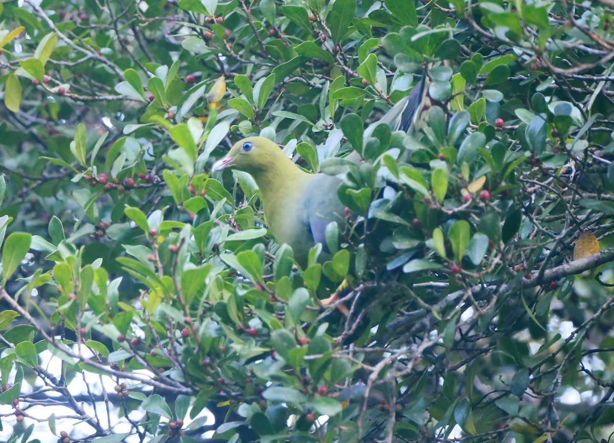Madagascar Green-Pigeon - ML616018583
