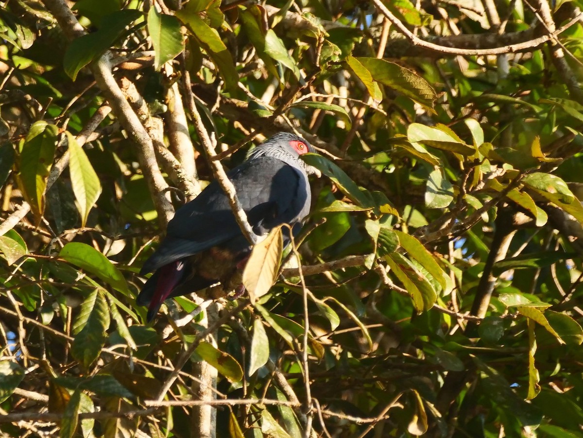 Madagascar Blue-Pigeon - ML616018590