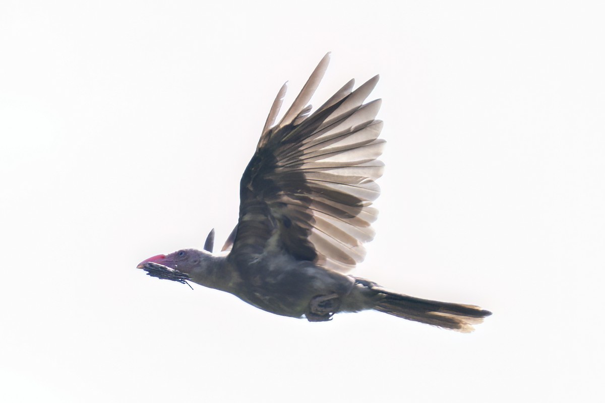 Новогвинейская ворона - ML616018835