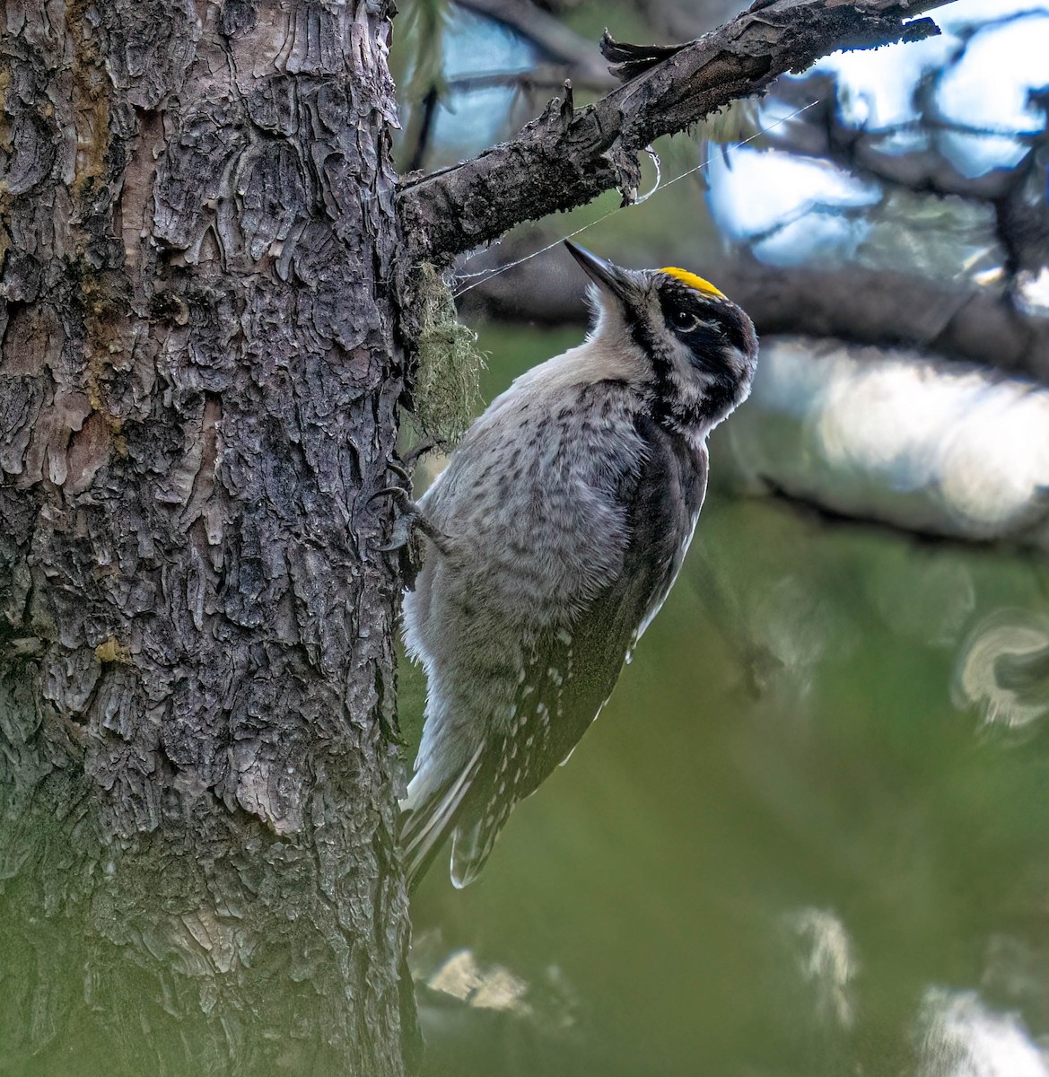 American Three-toed Woodpecker - Courtney Rella