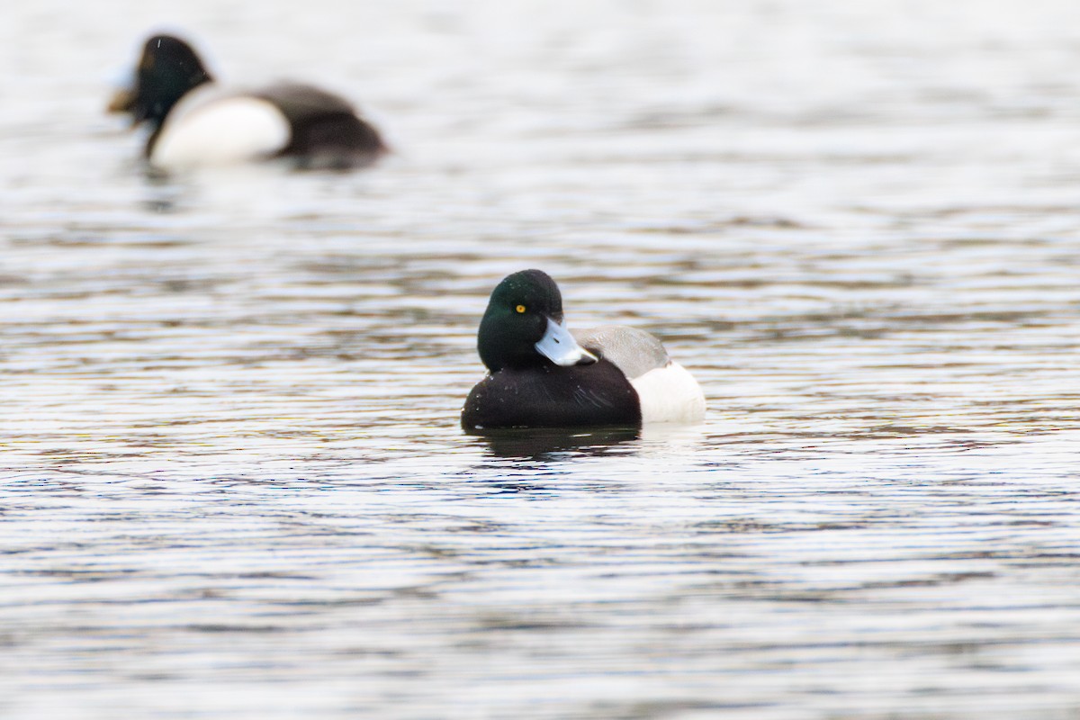 Greater Scaup - ML616019087