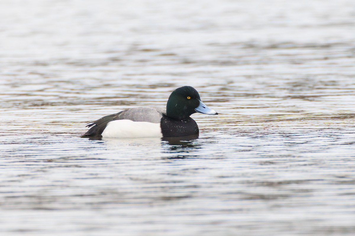 Greater Scaup - ML616019098