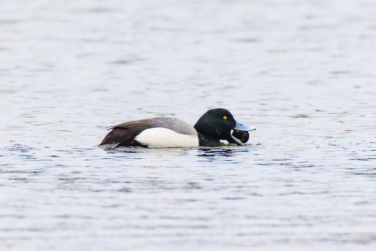 Greater Scaup - Chris Kennelly