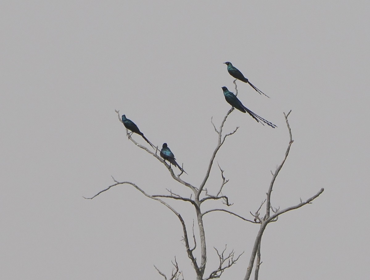 Long-tailed Glossy Starling - ML616019134