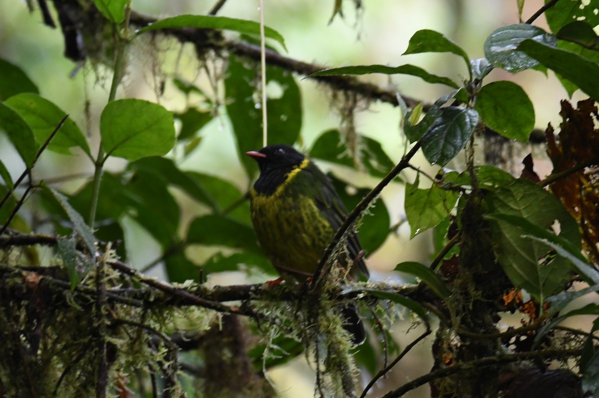 Green-and-black Fruiteater - ML616019222