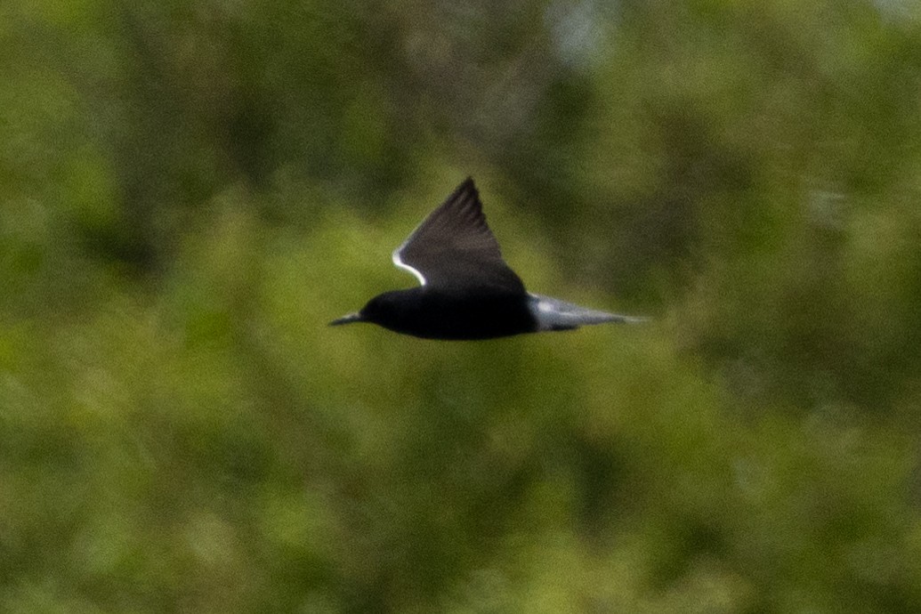 Black Tern - ML616019238