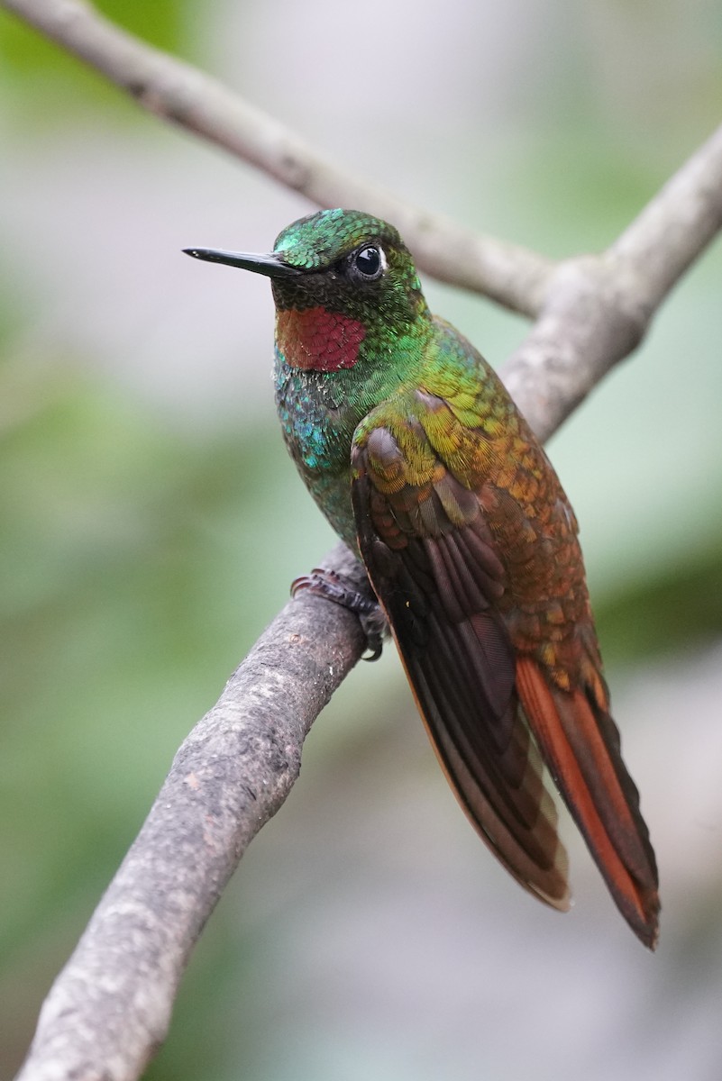 kolibřík brazilský - ML616019389