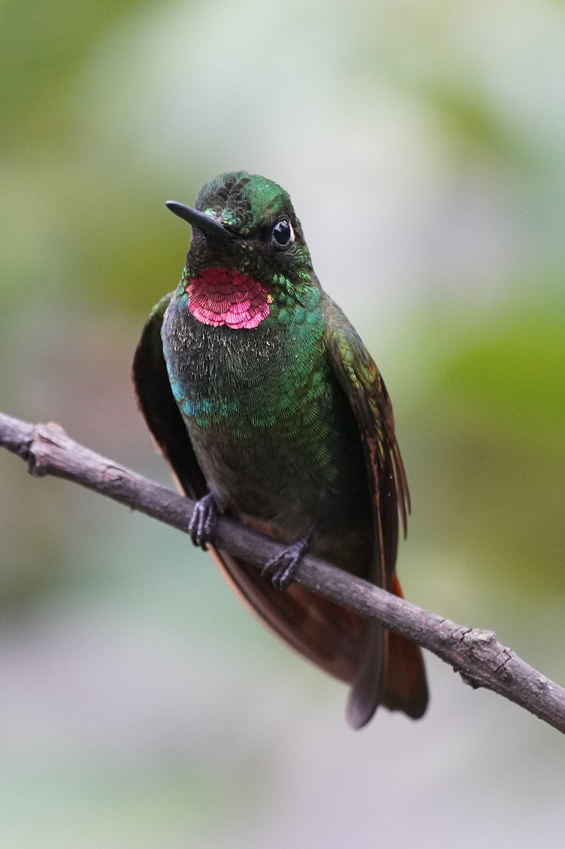 kolibřík brazilský - ML616019390