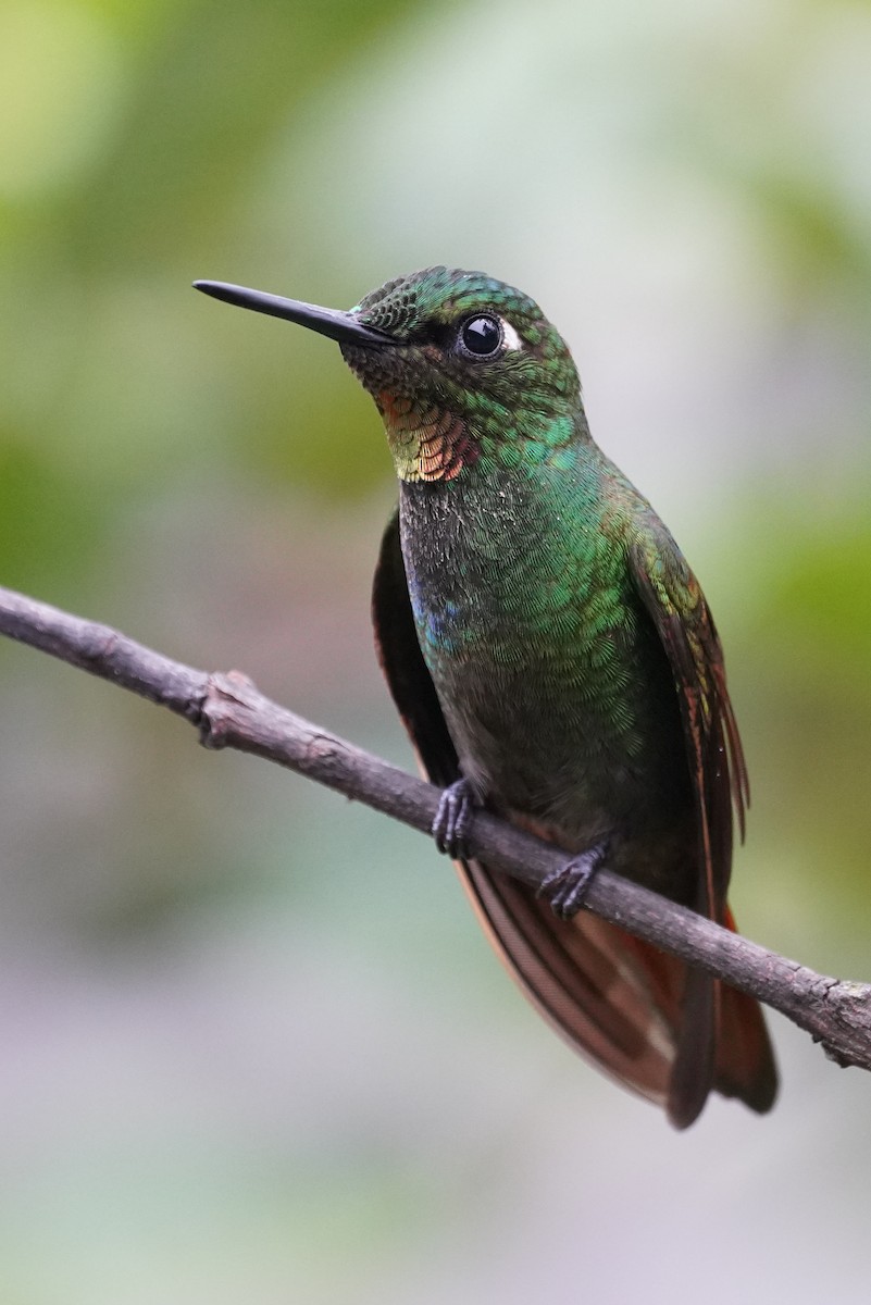 kolibřík brazilský - ML616019392